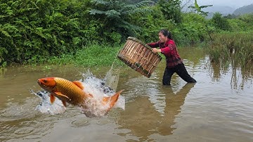 The single girl Diep uses traditional primitive tools to catch carp and catfish in a wild swamp.