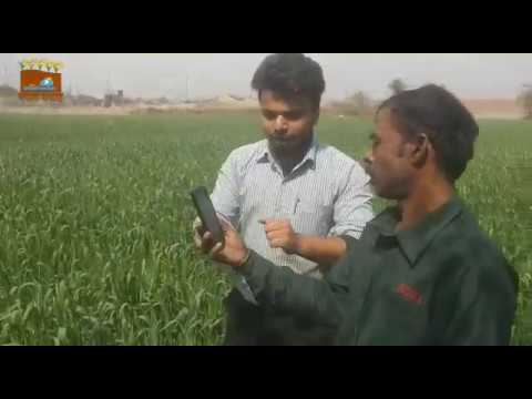 वीडियो: बीट्स को सही तरीके से कैसे स्टोर करें और फसलों को न खोएं