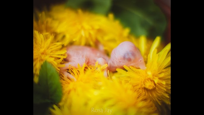 Людмила Зыкинаның эротикалық суреті