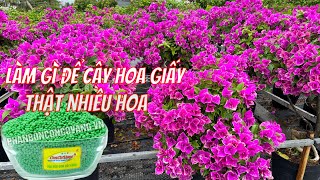 Mẹo nhỏ sử dụng phân bón để cây hoa giấy nhiều hoa..//hoa kiểng.