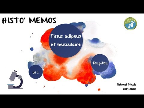 HISTO&rsquo; MEMOS : Les tissus adipeux et musculaire