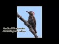 Cardinal Woodpecker drumming and calling briefly