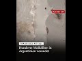 Trauriges Rätsel: Hunderte Jungwale in Argentinien verendet
