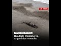 Trauriges Rätsel: Hunderte Jungwale in Argentinien verendet