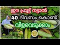 This is how you can grow pottu cucumber Pottuvellari Krishi Cucumber Cultivation tips Malayalam |