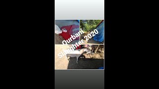 Eid ul Adha Qurbani Sacrifice on Eid 2020