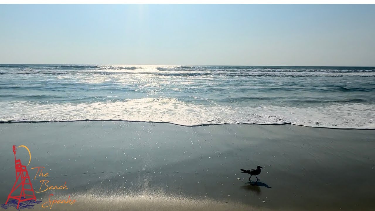Beachside Bites: Coastal Cooking, Conservation, and Mindful Eating w/ Erin of Three Kitchens Podcast