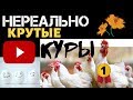 Разные Куры несушки в хозяйстве - Высокая Яйценоскость. Выгодно ли содержать кур несушек? Курятник.