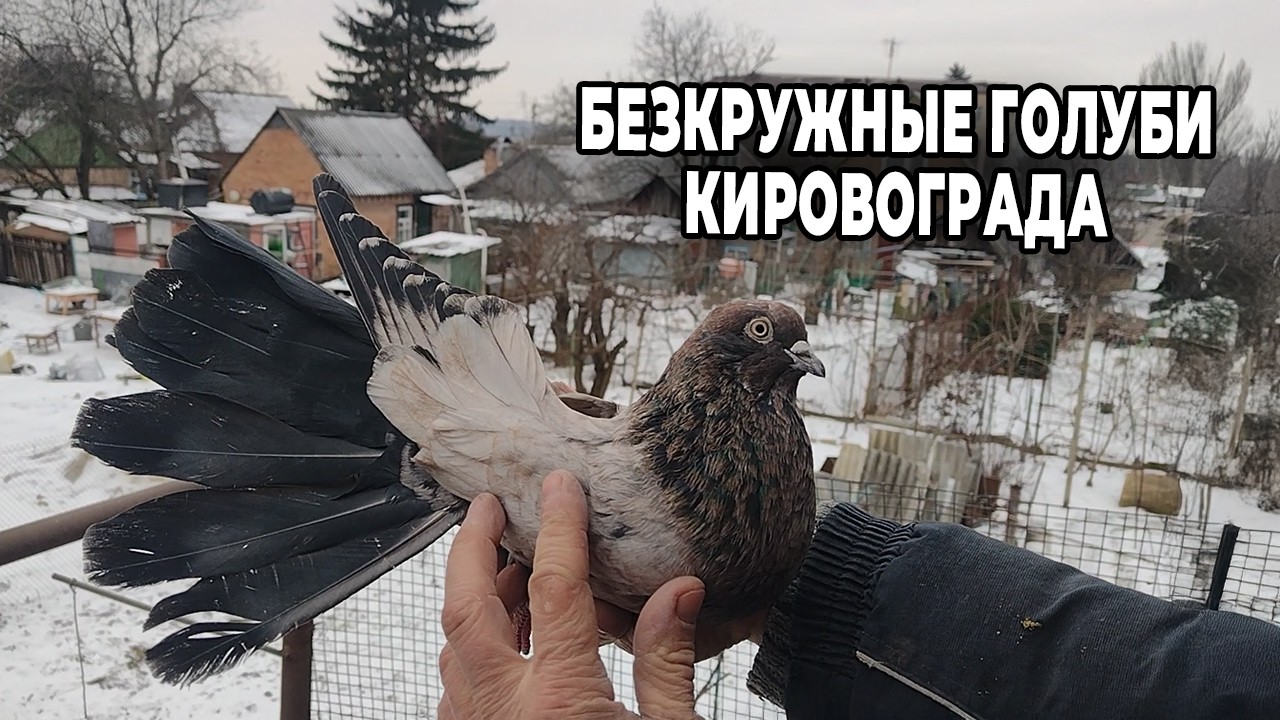 Бескружные голуби Кропивницкого. В гостях у Анатолия Репетира