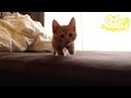 茶トラ子猫「ひろし」こっちおいで～・・・おいで・・・・・・・遅っ!! / Tabby cat Hiroshi: Hiding in bed