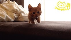 Tabby Cat Hiroshi 茶トラ子猫ひろし 成長日記 Youtube
