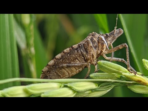 Samurai Wasps Say
