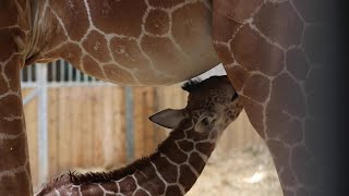 Au zoo de Beauval, naissance d'un petit girafon