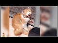 「助けて!」高速道路で取り残され瀕死の状態の子猫。誰もが救出を諦めていた時・・【感動ストーリー】