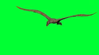 Pterodactyl fly  3d animation on green screen | premium Videos Free