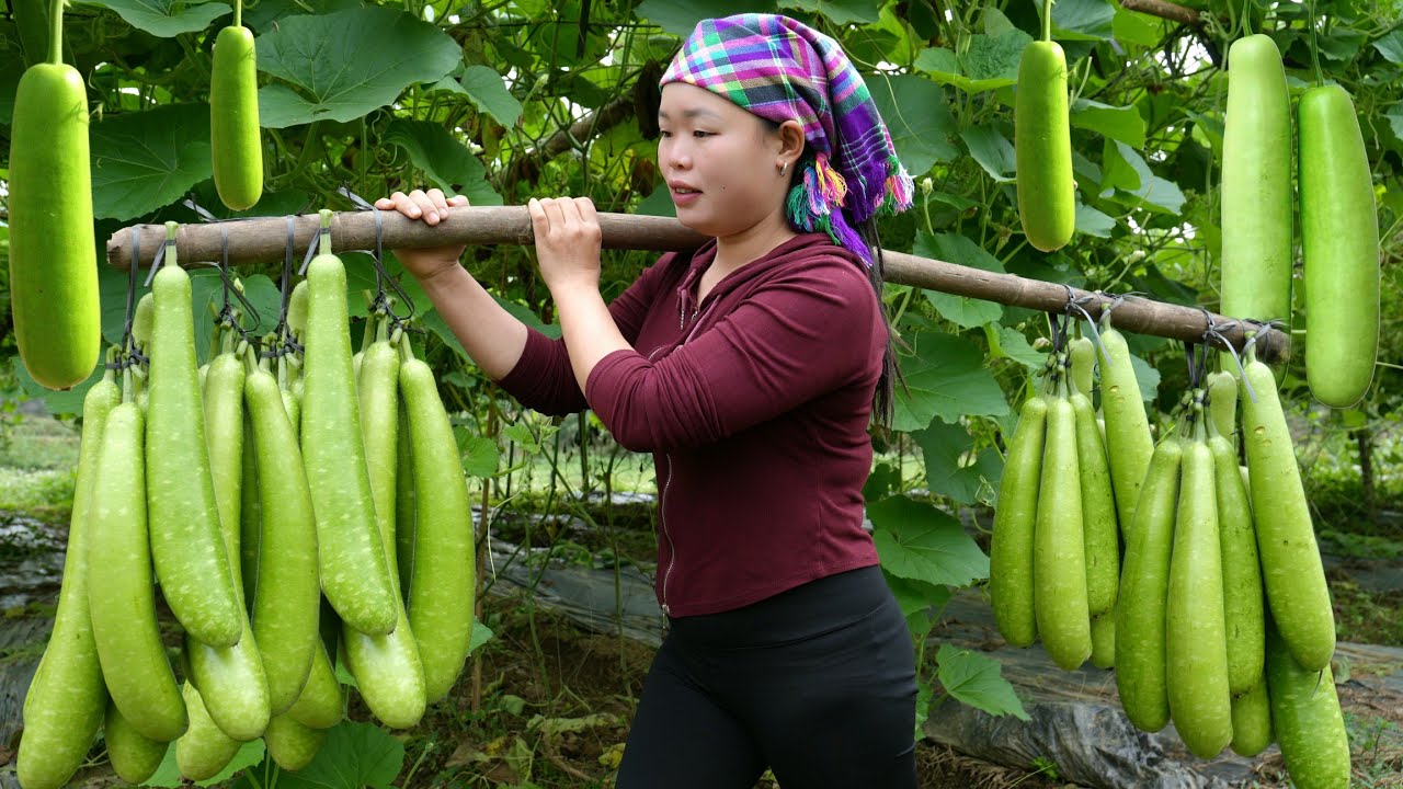 Harvesting Bottle Gourd and Taking It to the Market – Cooking a Delicious Bone Soup for Dinner.