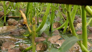 I Built a Backyard Natural Pond to Raise Frogs by Aquaponics System and Grow Water Spinach ( Part 1) by Farm Channel 639,785 views 1 year ago 13 minutes, 49 seconds
