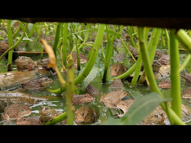 I Built a Backyard Natural Pond to Raise Frogs by Aquaponics System and Grow Water Spinach ( Part 1) class=