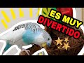COSAS DIVERTIDAS PARA HACER CON UN PERIQUITO