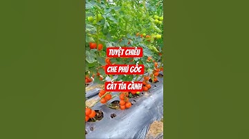 Bội thu cà chua với phương pháp che gốc, tỉa cành #nguoiyeulamvuon