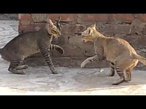 वीडियो: बिल्ली Pawoms के लिए 17 Pawsitively Purrrfect प्रस्तुत करता है