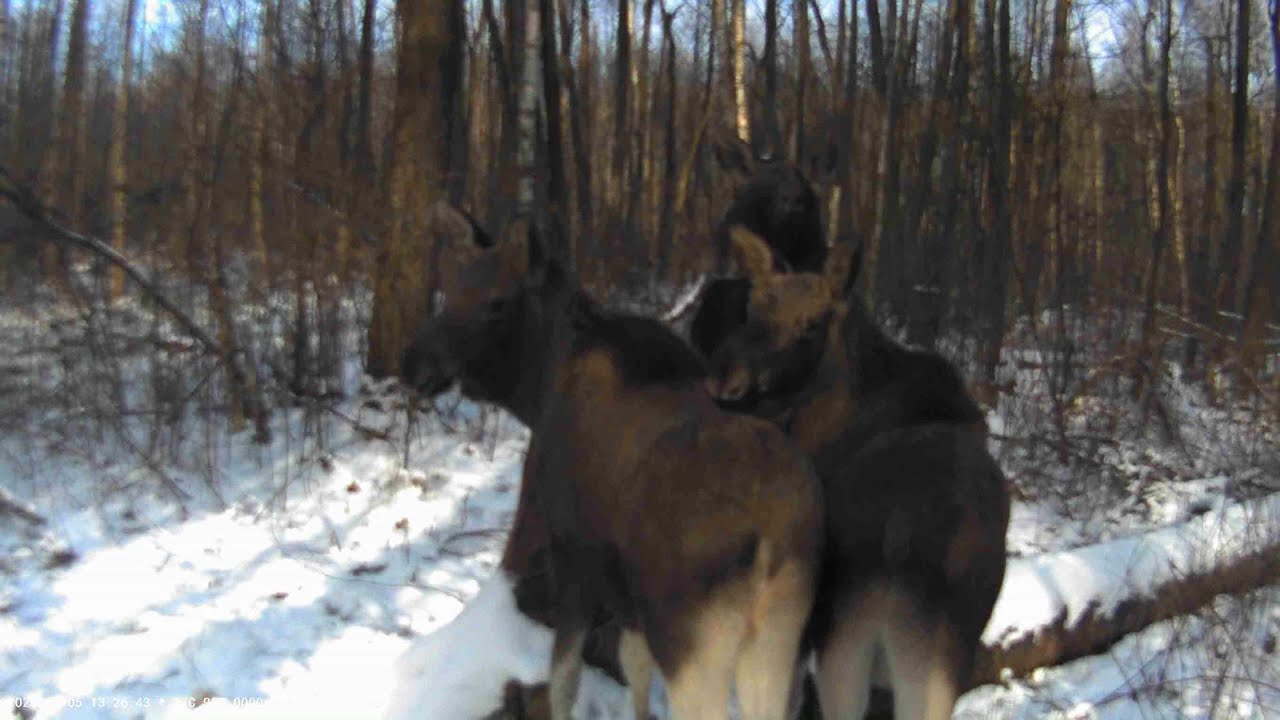 Зустріч з сім'єю лосів на солонці