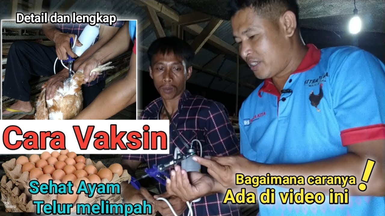 Tutorial Cara vaksin Peternak Pemula 100 ekor ayam petelur | ilmu wajib