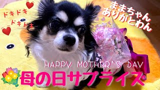 チワワのかほご犬ふー、母の日に感謝の気持ちを表すぞ！[Mother's day]