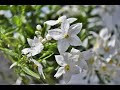 Jasmine types