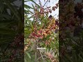 So Eine Mango Hast Du Noch NIE Gesehen Shorts 