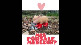 Mis Põrsale Meeldib? 2.Rühm