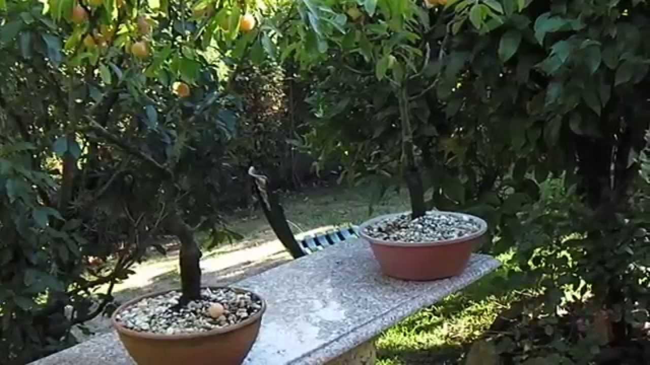 Ciruelos mirabel (Prunus insititia var. Syriaca) en maceta verano 2015.