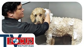 Waschen, Föhnen, Schneiden - Der Hundefriseur | Focus TV Reportage