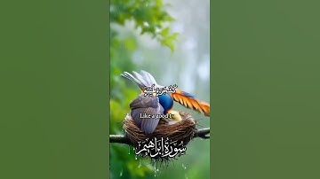 آيات من الذكر الحكيم سورة #ابراهيم #foryou #اكسبلور #لايك #share #إكسبلورexplore