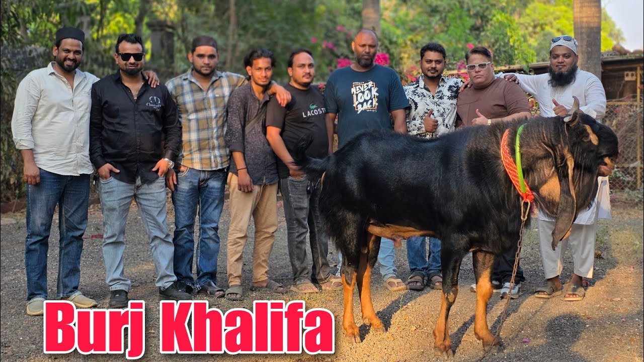 Rahil Bhai The Biggest Kota Self Feeding Goat In INDIA 🇮🇳 | RAHIL BHAI And The ...
