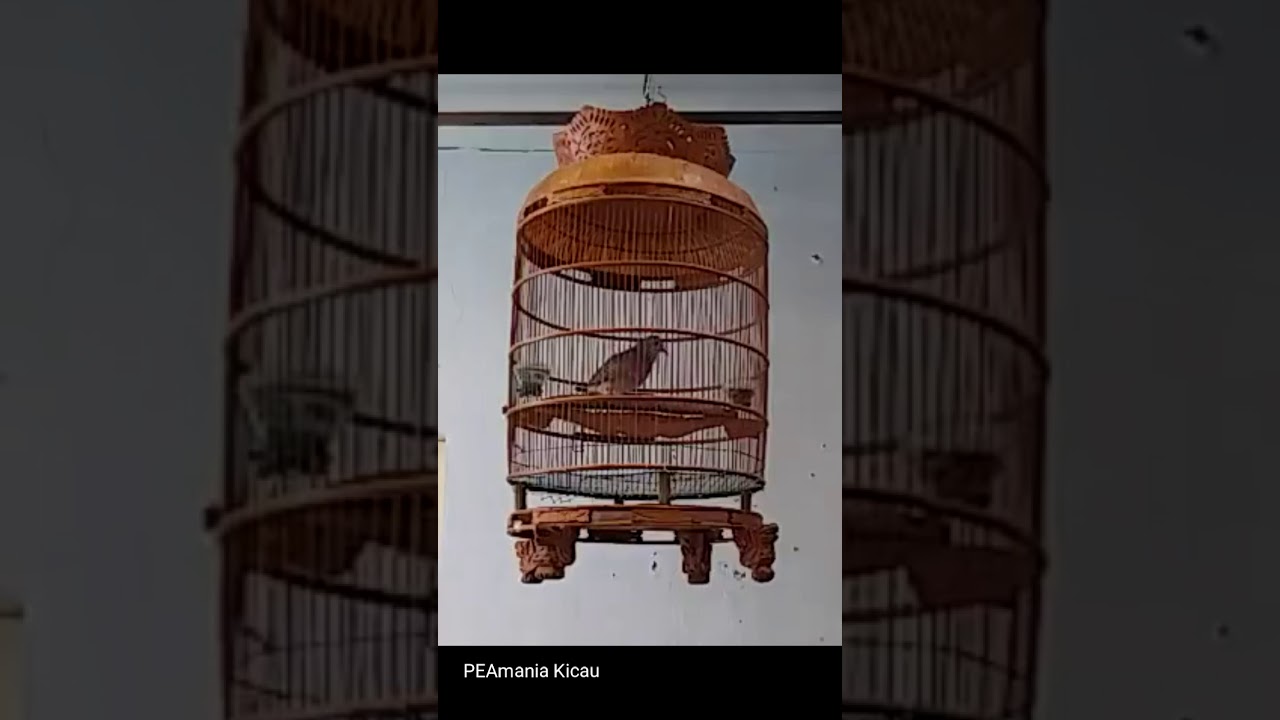 burung perkutut dengan suara mantap 