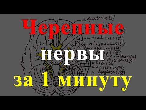 Черепные нервы за 1 минуту!!!