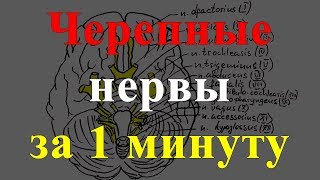 Черепные нервы за 1 минуту!!!