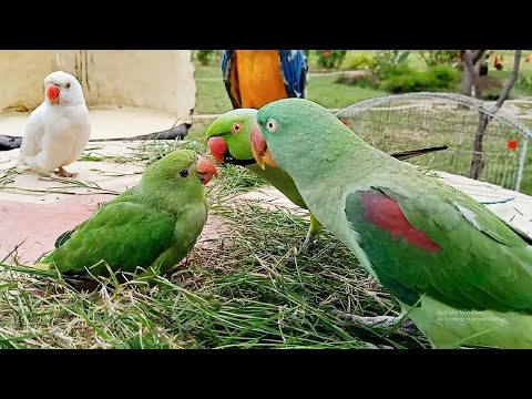 Talking Parrot Greeting Baby Parrot