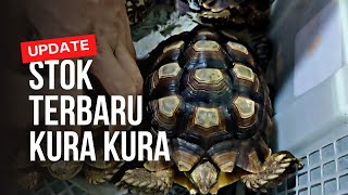 IF YOU'RE LOOKING FOR TURTLES, JUST GO DIRECTLY TO THE JATINEGARA ORNAMENTAL FISH MARKET