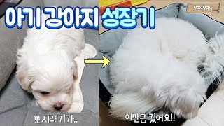 아기 강아지 1년동안의 성장기♥ 뽀시래기가 벌써 이만큼이나 컸어요!