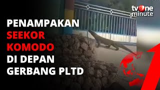 Download lagu Seekor Komodo Muncul di Depan Gerbang PLTD, Mau Ngapain? | tvOne Minute