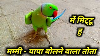 Parrot Hindi Talking || Parrot Talk Everything || Talking Parrot Mummy Mummy