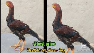 Parrot Beak Long Tail Chicks | 8639717935 | Video 1191 | Rythu Market 1