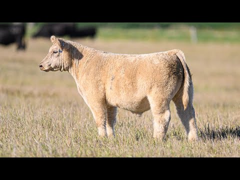 Reimann Ranch : Tag 6 - YouTube