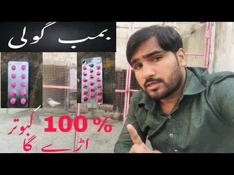 Kabutar ki parwaz