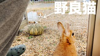自分以外の動物を初めて見たときのうさぎの反応 #631