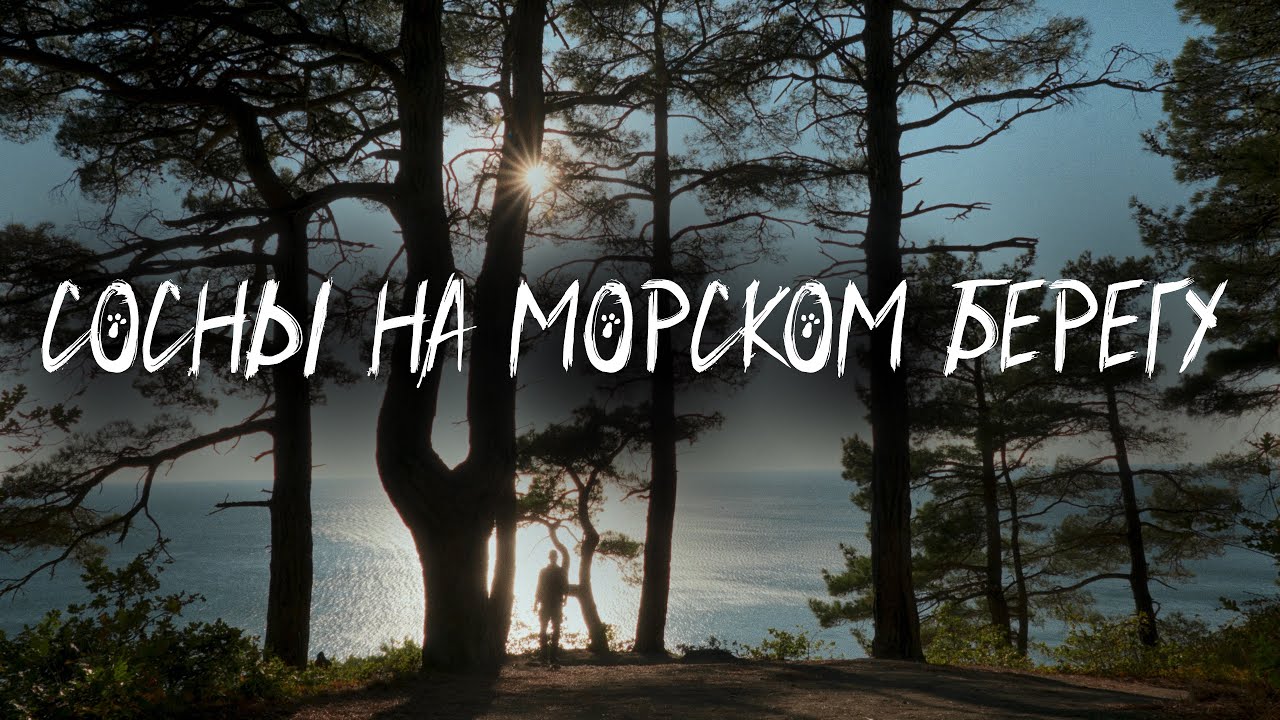 Сосны на морском берегу - YouTube