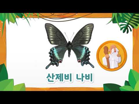 누리나래 2호 1단계 수업활용 영상 쌍둥이 나비를 찾아요