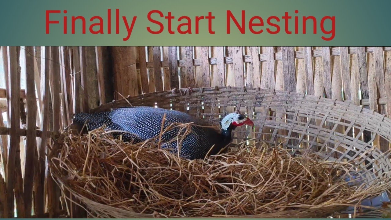 Guinea Fowl Bird Start Nesting Assam
